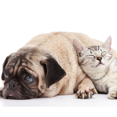About North Lake Pet Hospital in Ponder, TX - sad pug and cat