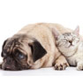 About North Lake Pet Hospital in Ponder, TX