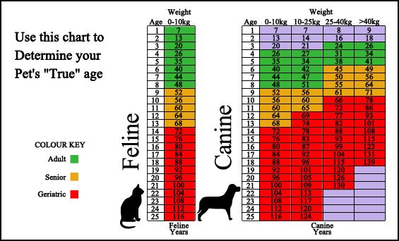 North Lake Pet Hospital - Surveillance Screening